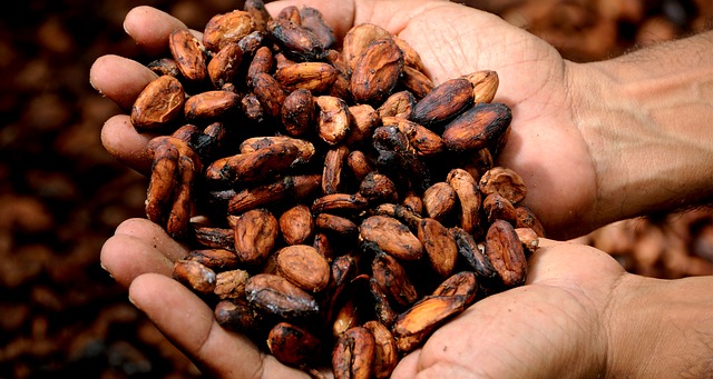 Hrst pražených kakaových bobů
